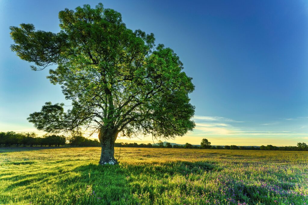 Baum - © Ramon Perucho