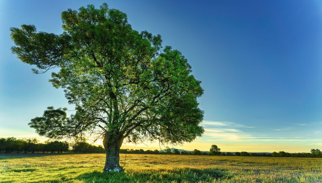 Baum - © Ramon Perucho