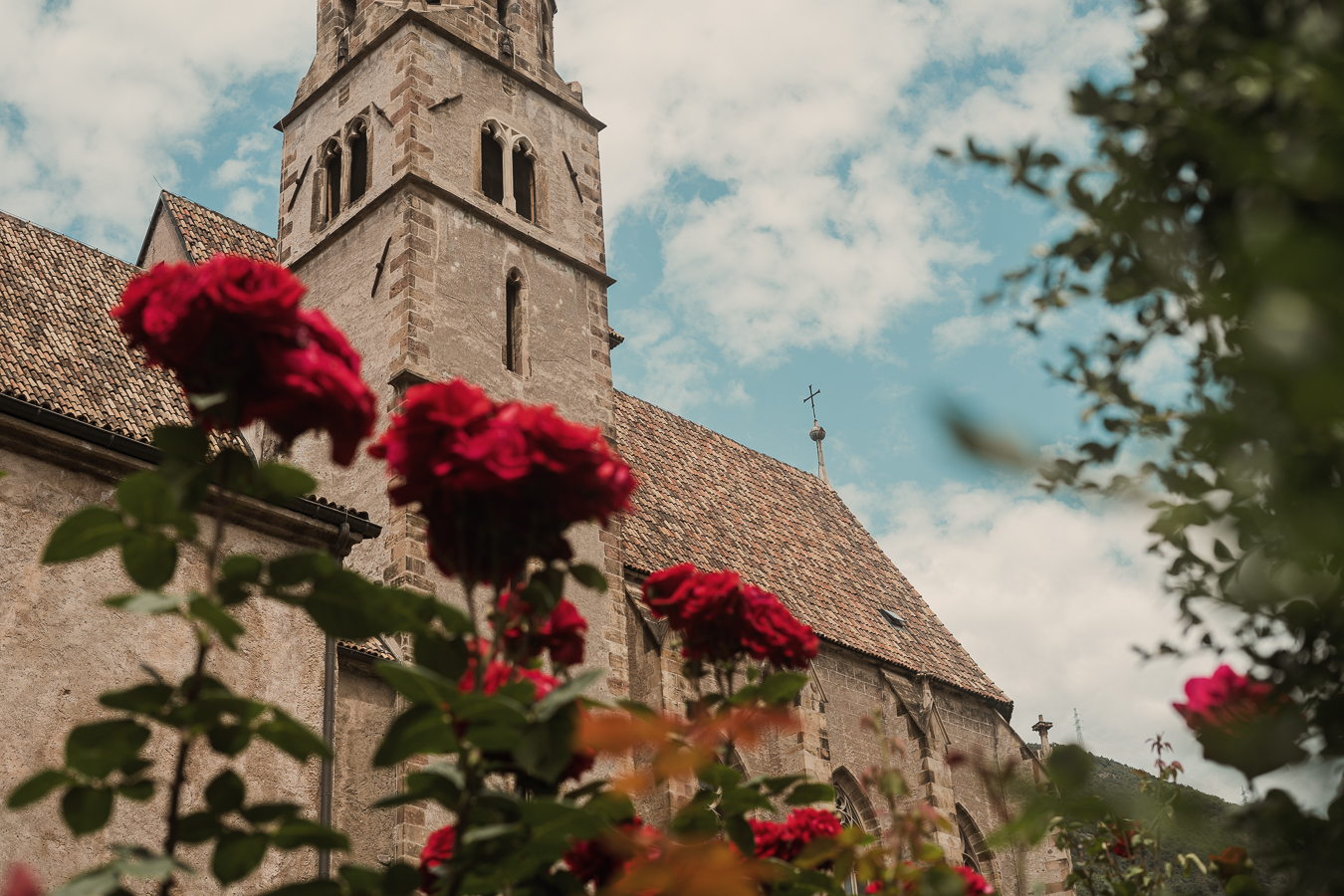 Rosen mit Kirche im Hintergrund